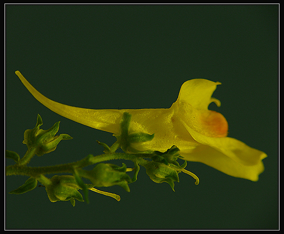 pyštek obyčajný Linaria vulgaris Mill.