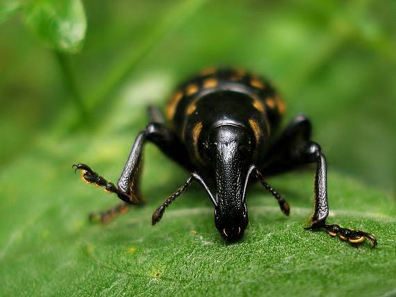 tvrdoň devätsilový Liparus glabrirostris