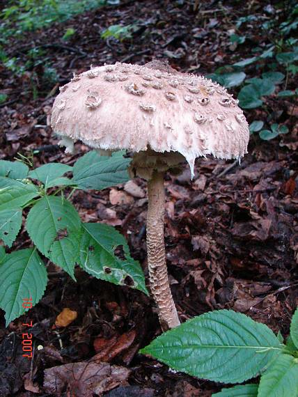 bedľa vysoká Macrolepiota procera (Scop.) Singer