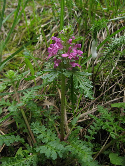 všivec praslenatý Pedicularis verticillata L.