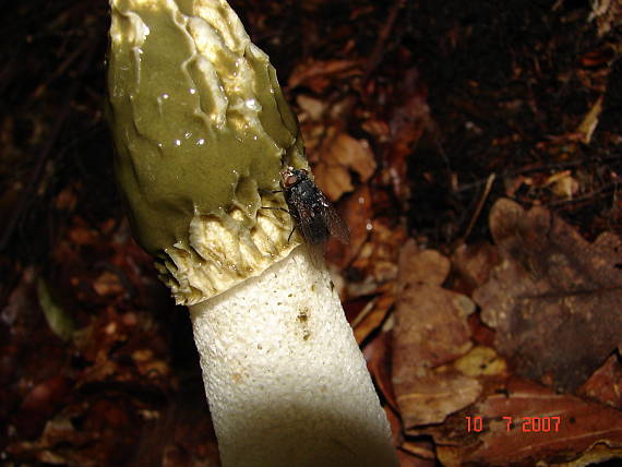 hadovka smradľavá Phallus impudicus L.