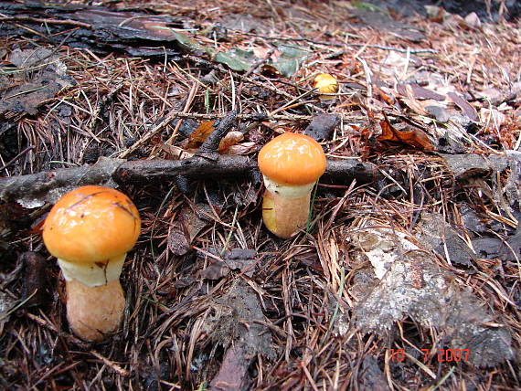 masliak smrekovcový Suillus grevillei (Klotzsch) Singer