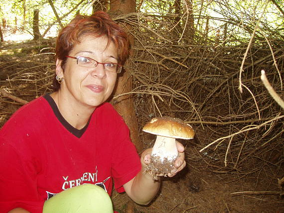 hríb smrekový Boletus edulis