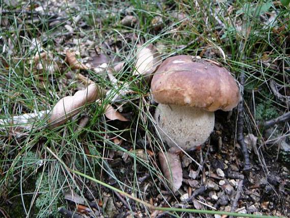 hríb smrekový Boletus edulis Bull.