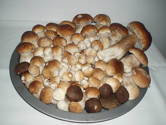 hríb smrekový Boletus edulis