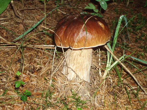 hríb smrekový Boletus edulis Bull.