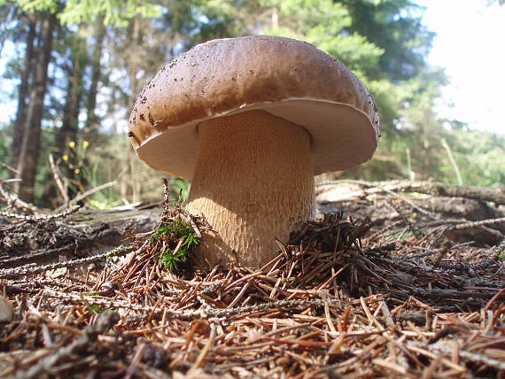 hríb smrekový Boletus edulis Bull.