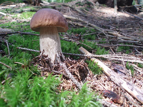 hríb smrekový Boletus edulis Bull.