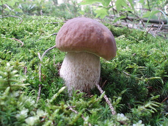 hríb smrekový Boletus edulis Bull.