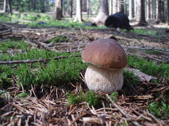 hríb smrekový Boletus edulis Bull.