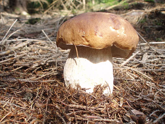 hríb smrekový Boletus edulis Bull.