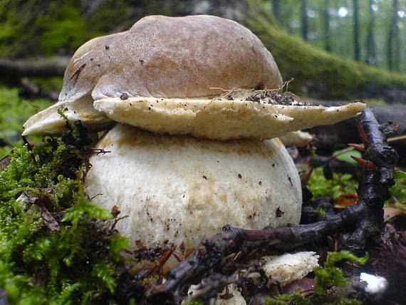 hríb Boletus sp.