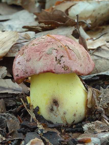 hríb kráľovský Butyriboletus regius (Krombh.) D. Arora & J.L. Frank