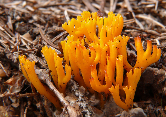 parôžkovec lepkavý Calocera viscosa (Pers.) Fr.