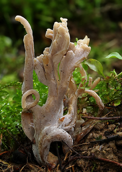 konárovka popolavá Clavulina cinerea (Bull.) J. Schröt.