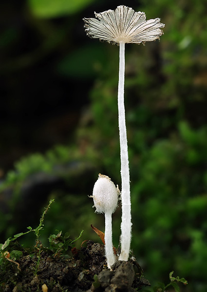 hnojník pavučinkový Coprinus cortinatus J.E. Lange