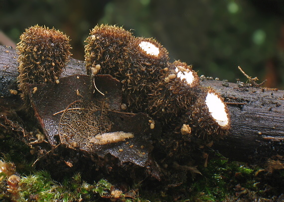 čiaškovec pásikavý Cyathus striatus (Huds.) Willd.