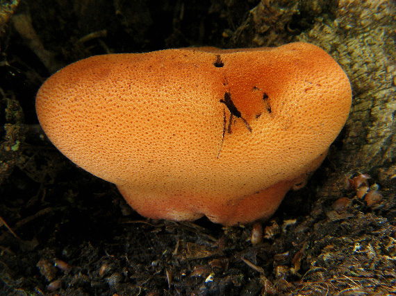 pečeňovec dubový Fistulina hepatica (Schaeff.) With.