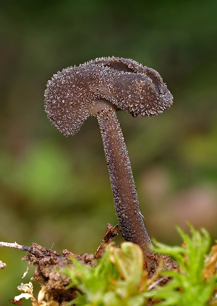 chriapač  Helvella sp.