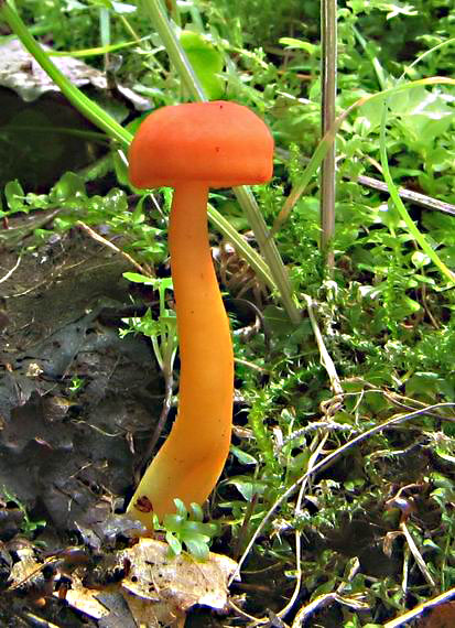 lúčnica krvavá Hygrocybe miniata (Fr.) P. Kumm.