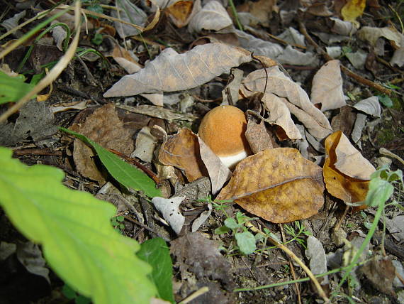 kozák osikový Leccinum albostipitatum den Bakker & Noordel.