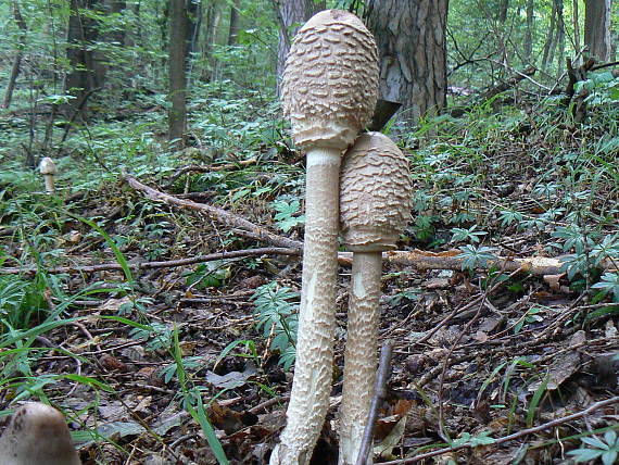 bedľa vysoká Macrolepiota procera (Scop.) Singer