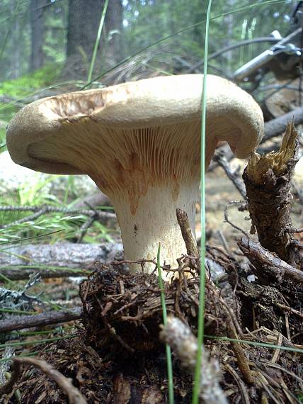 čechračka podvinutá Paxillus involutus (Batsch) Fr.