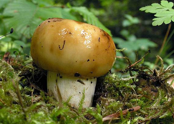 plávka smradľavá Russula foetens Pers.