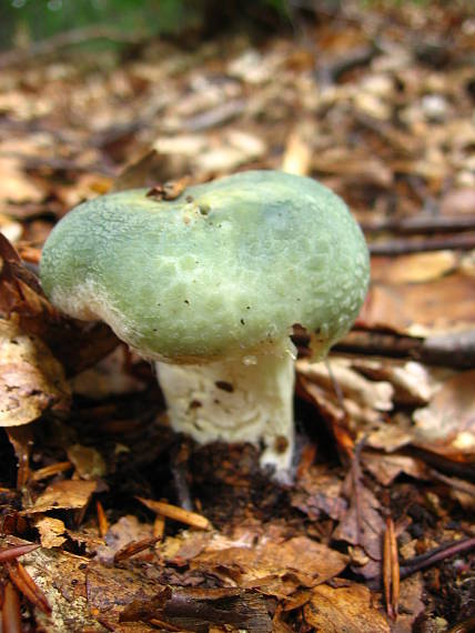 plávka zelenkastá Russula virescens (Schaeff.) Fr.