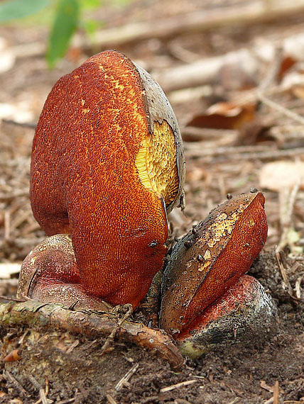 hríb zrnitohlúbikový Sutorius luridiformis (Rostk.) G. Wu & Zhu L. Yang