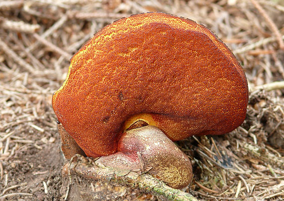 hríb zrnitohlúbikový Sutorius luridiformis (Rostk.) G. Wu & Zhu L. Yang