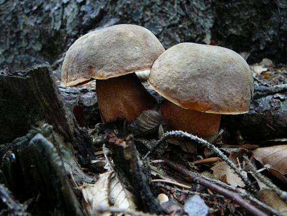 hríb zrnitohlúbikový Sutorius luridiformis (Rostk.) G. Wu & Zhu L. Yang