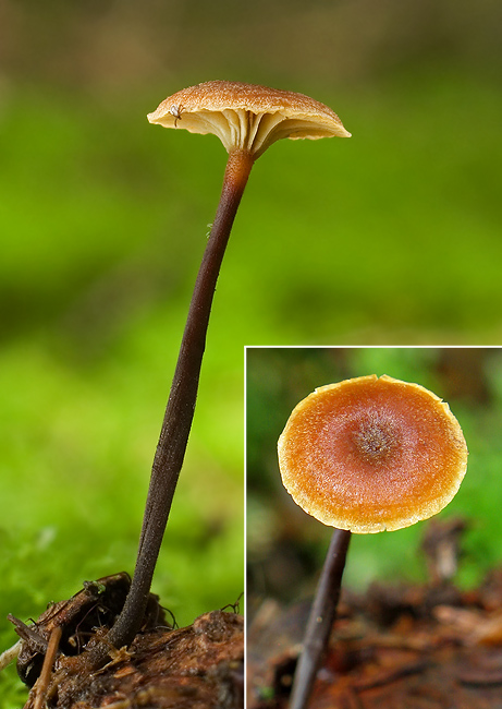 tanečnička štíhla Xeromphalina cauticinalis (With.) Kühner & Maire