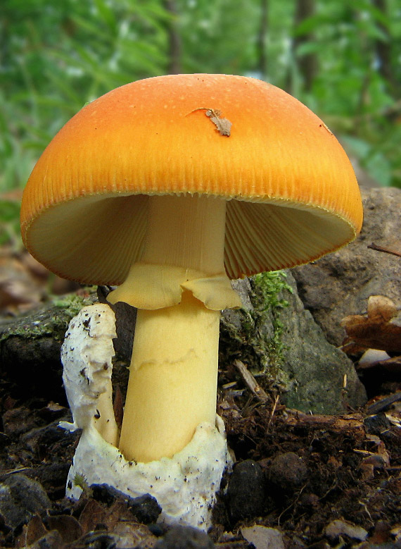 muchotrávka cisárska Amanita caesarea (Scop.) Pers.