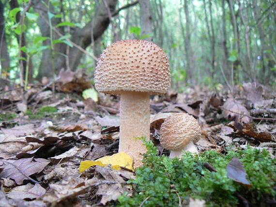 muchotrávka červenkastá Amanita rubescens Pers.