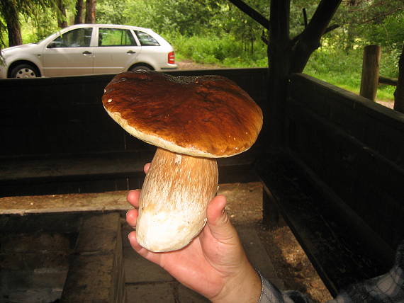 hríb smrekový Boletus edulis