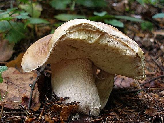 hríb smrekový Boletus edulis Bull.