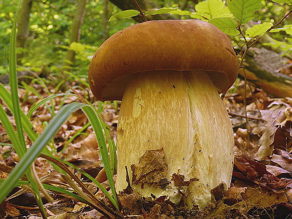 hríb dubový Boletus reticulatus Schaeff.