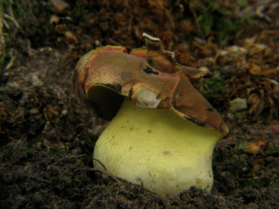 hríb kráľovský Butyriboletus regius (Krombh.) D. Arora & J.L. Frank