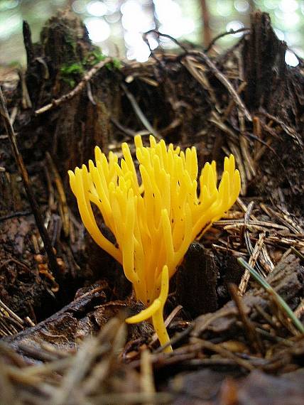 pakonárovka parôžkovitá Clavulinopsis corniculata (Schaeff.) Corner