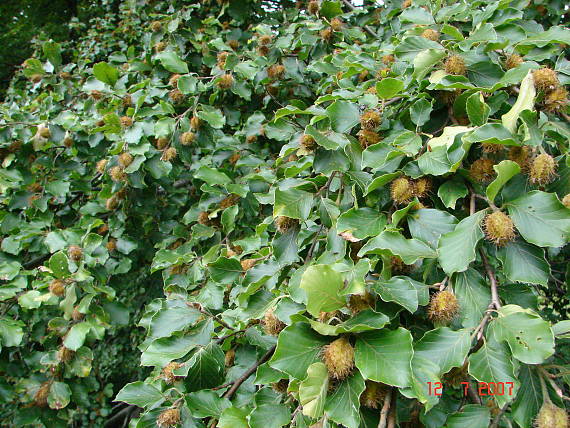 buk lesný Fagus sylvatica L.