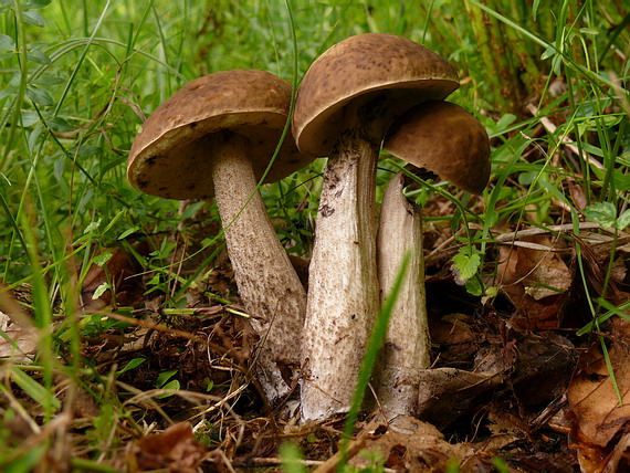 kozák hrabový Leccinum pseudoscabrum (Kallenb.) Šutara