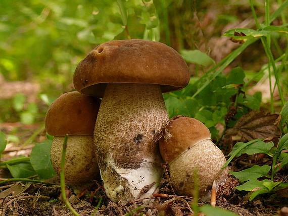 kozák hrabový Leccinum pseudoscabrum (Kallenb.) Šutara