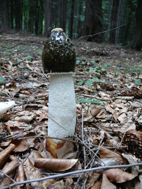 hadovka smradľavá Phallus impudicus L.