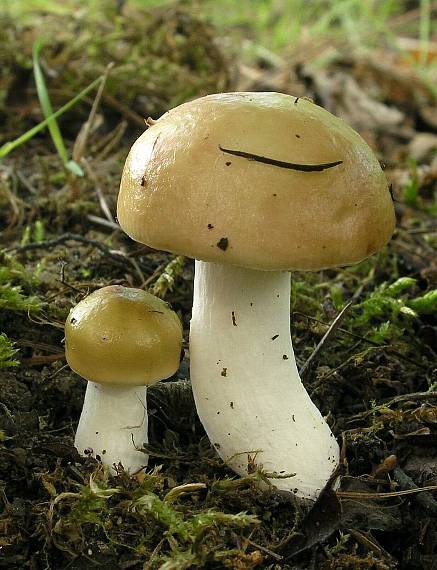 plávka Russula sp.