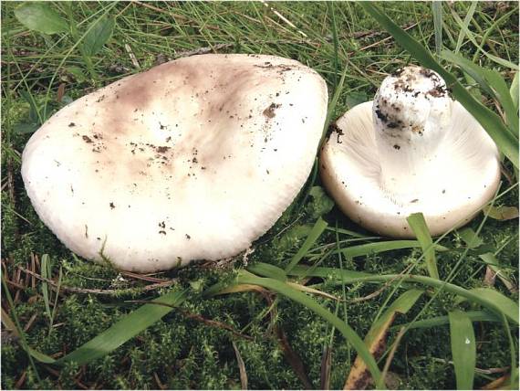 holubinka mandlová - Plávka mandľová Russula vesca Fr.