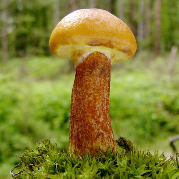 masliak smrekovcový Suillus grevillei (Klotzsch) Singer