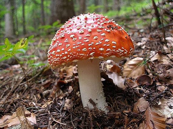 muchotrávka červená Amanita muscaria (L.) Lam.