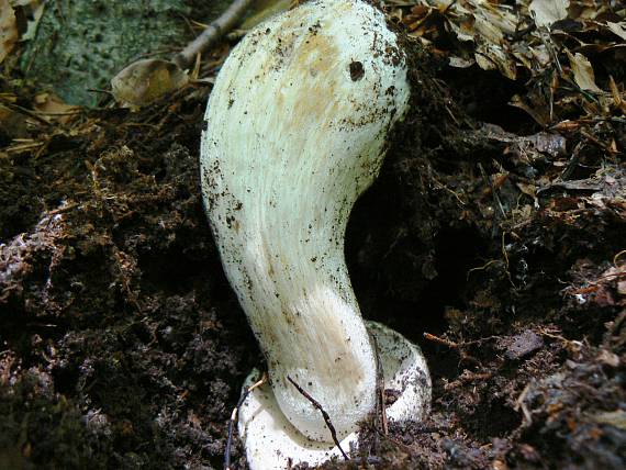 hríb smrekový Boletus edulis Bull.