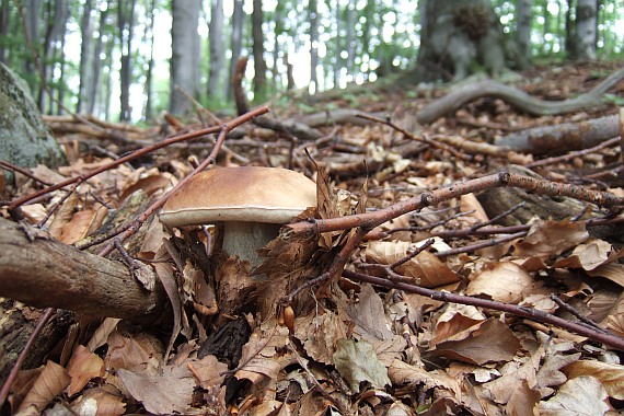 hríb dubový Boletus reticulatus Schaeff.